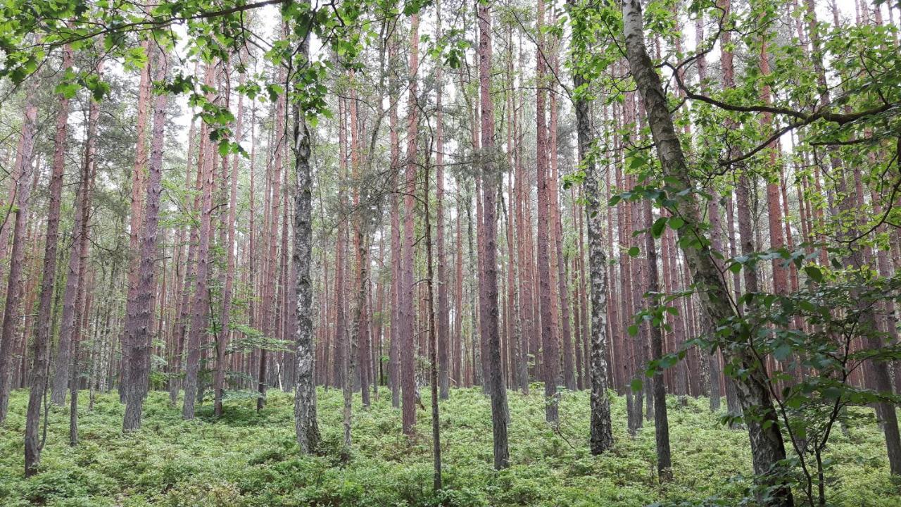 Domki Letniskowe Wiktorek Dziwnówek Eksteriør bilde